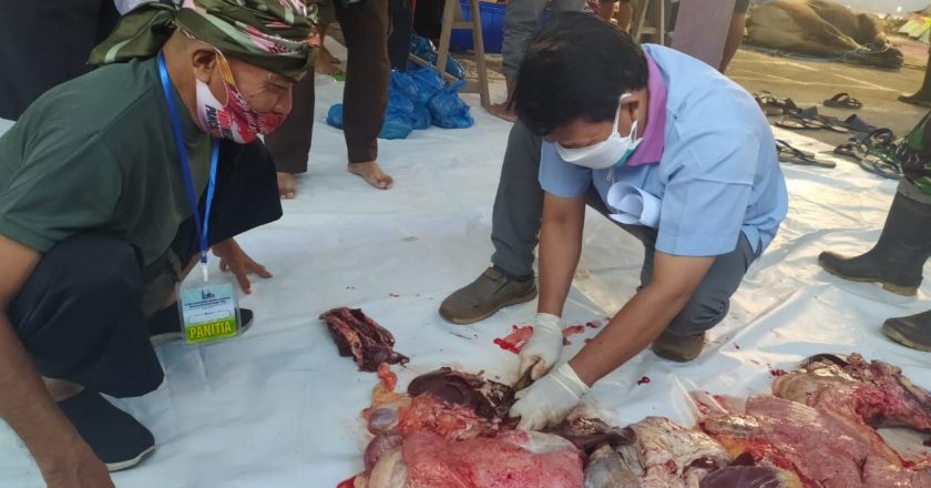 Post Mortem Sapi Qurban, Distan Buleleng Temukan Cacing Hati