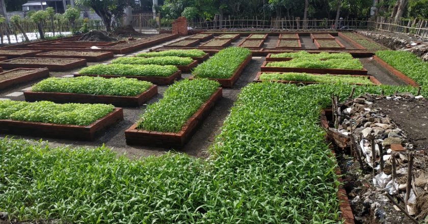 Mengenal Urban Farming Desa Bakti Seraga