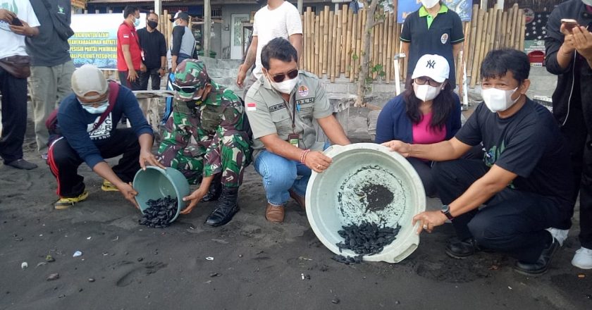 Sinergi PLN Bersama Pemkab Lepas Ratusan Tukik di Penimbangan