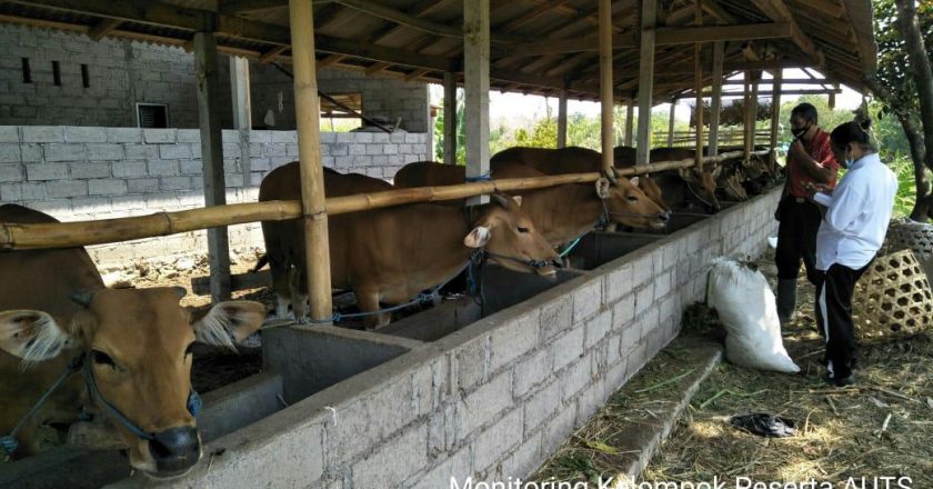 Distan Buleleng Targetkan 2300 Ekor Sapi-Kerbau Masuk AUST