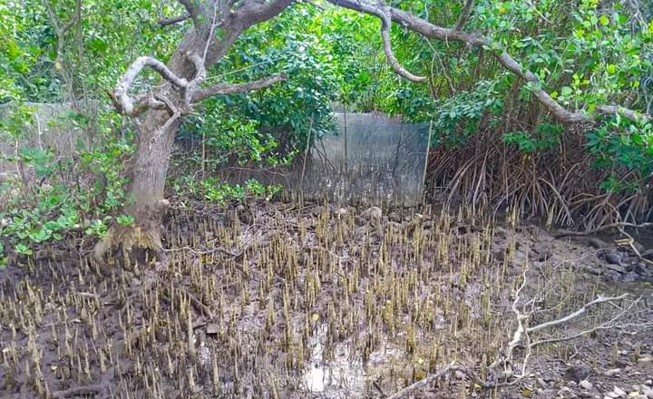 Inovasi Pokmaswas Teluk Sumberkima Dengan Budidaya Kepiting Bakau