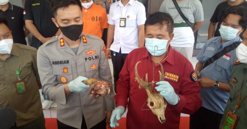 Pencuri Satwa Di TNBB Terancam Empat Tahun Penjara