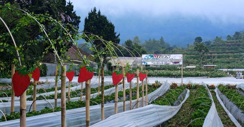 Berhenti Jadi Holiday Consultant, Suryaningsih Jalankan Agrowisata Petik Stroberi