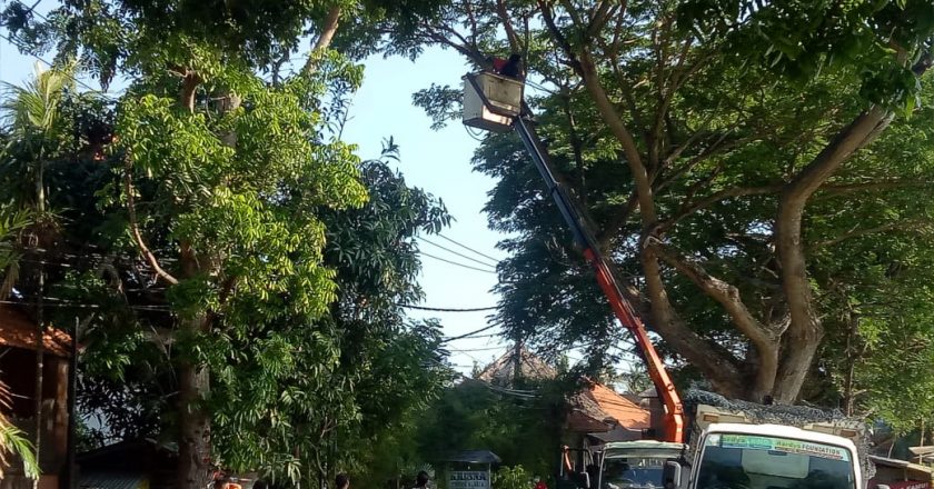 Mulai Pangkas Pohon Perindang, DLH Libatkan Lintas OPD