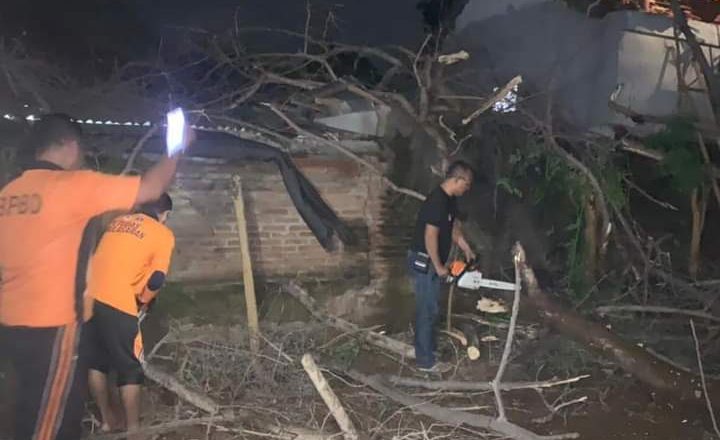 Dua Rumah Warga Tukadmungga Rusak Tertimpa Pohon
