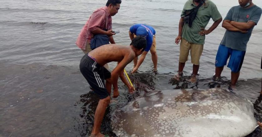 Ikan Mola Terdampar di Perairan Buleleng