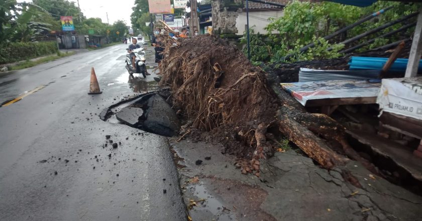 Diguyur Hujan Lebat, Pohon Perindang di Desa Kalibukbuk Tumbang