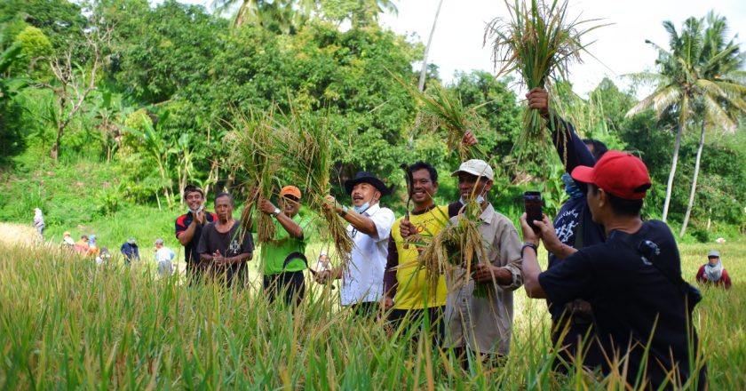 Desa Ringdikit Hasilkan 7.2 Ton Gabah Organik