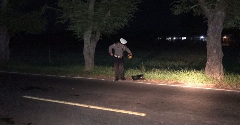 Kehilangan Kendali, Pengendara Tabrak Pohon