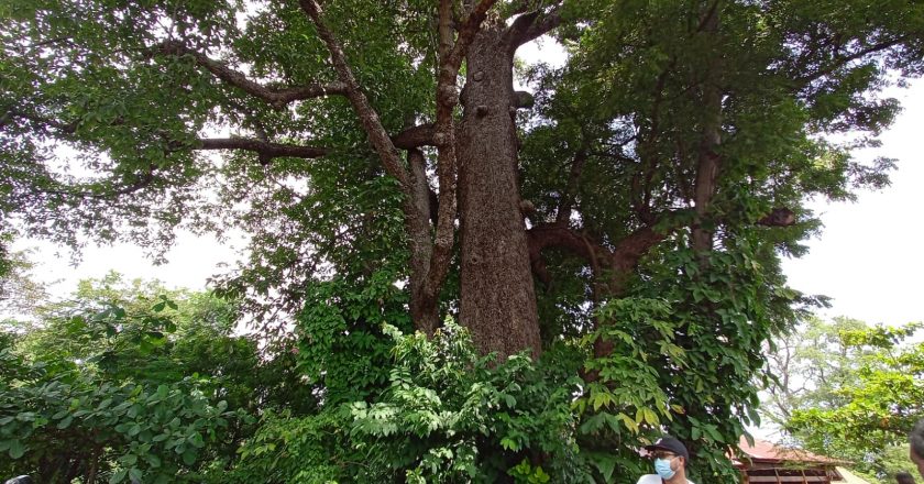 Punyan Kepuh Ratusan Tahun di Setra Buleleng akan Dibangun Rumah Pohon