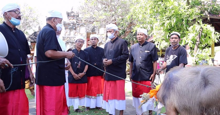 Tradisi Unik Naur Pelebuh Desa Adat Buleleng