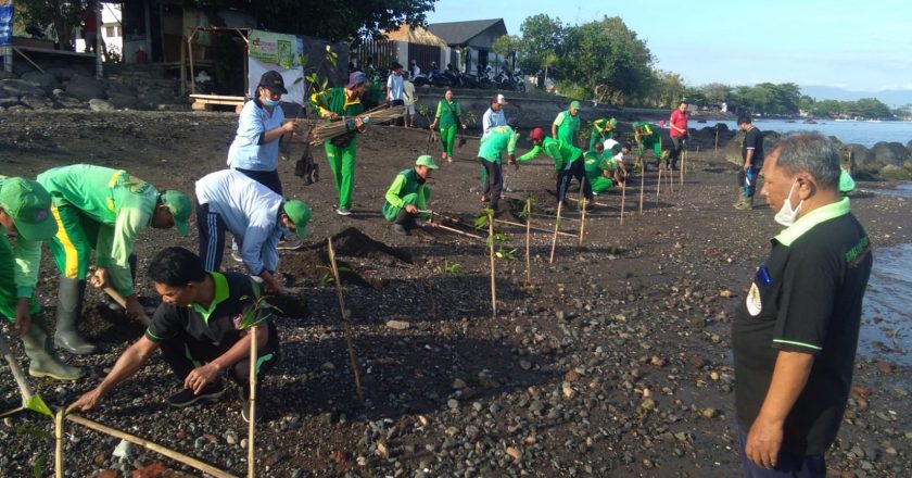 Muara Tukad Banyuasri Ditanami Ratusan Mangrove