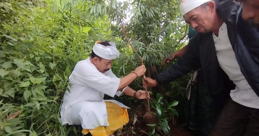 Serangkaian Bulan Bung Karno BMI Buleleng Gelar Penghijauan
