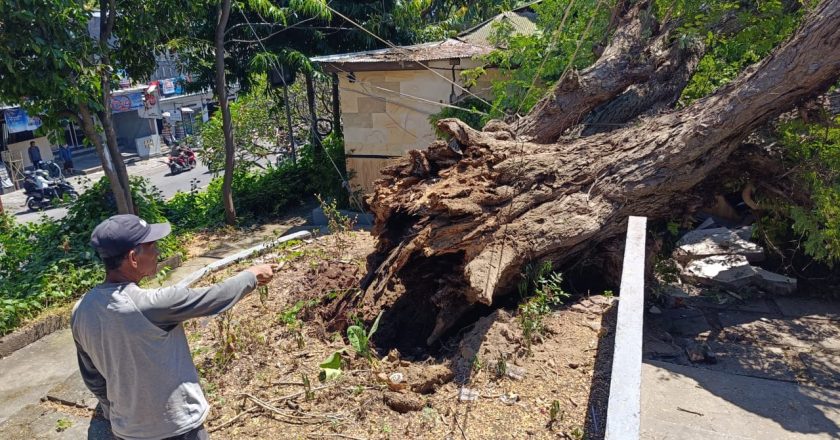 Pohon Asem Timpa Kantor Pengelola Setra Desa Adat Buleleng