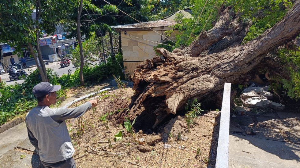 Pohon Asem Timpa Kantor Pengelola Setra Desa Adat Buleleng