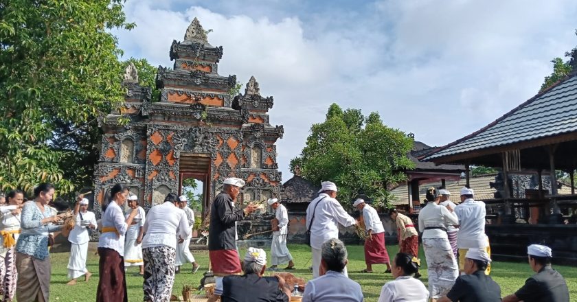 Pujawali di Pura Kahyangan Tiga Desa Adat Buleleng Dimulai dengan Negem Dewasa