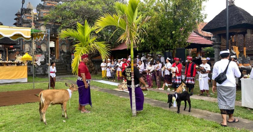 Mapepade, Ritual Pembersihan Hewan Kurban di Desa Adat Buleleng