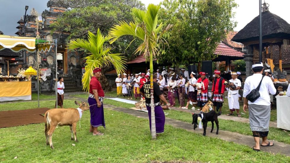Mapepade, Ritual Pembersihan Hewan Kurban di Desa Adat Buleleng