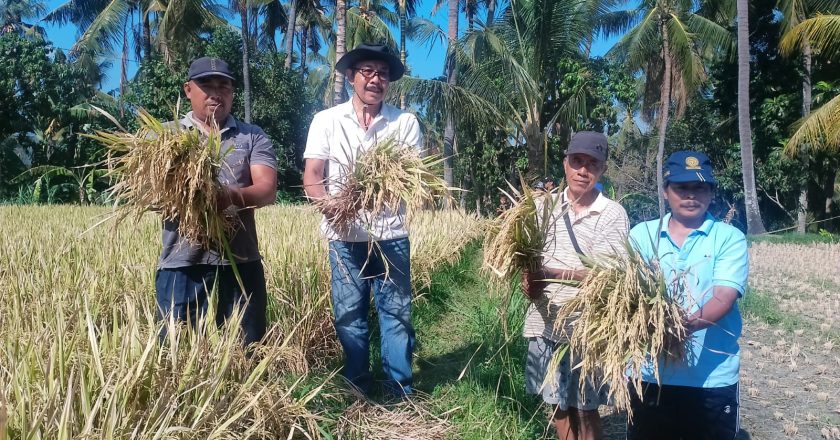 HKTI Buleleng Panen Perdana Padi Organik di Tamblang
