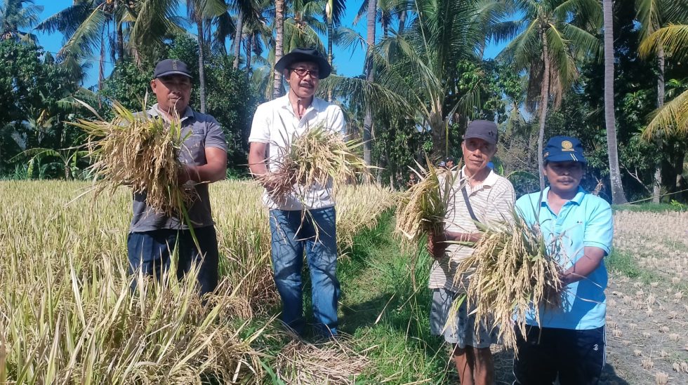 HKTI Buleleng Panen Perdana Padi Organik di Tamblang
